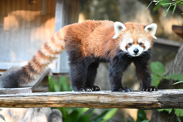 横浜市立野毛山動物園 イメージ