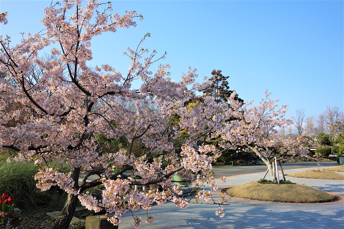 ２月玉縄桜広場